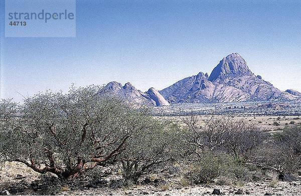 Büsche mit Berg im Hintergrund  Spitzkoppe  Damaraland  Namibia