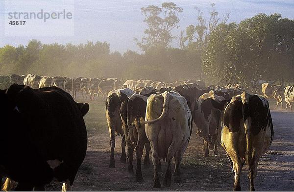 Herde Kühe zu Fuß in Feld  Australien