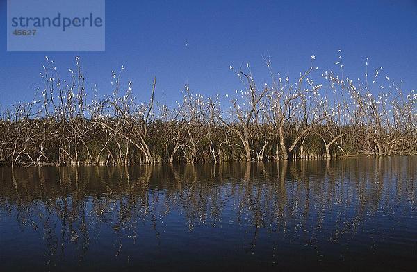 Vogelschwarm wenig Corella (Cacatua Sanguinea) hocken auf Bäumen  Australien