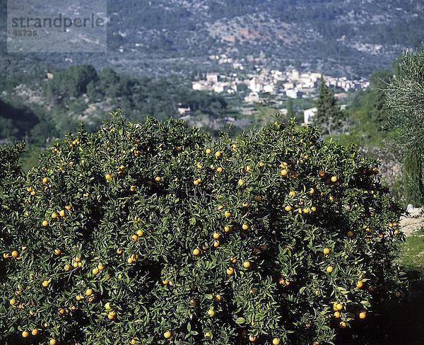 Orange Plantage auf Hügel  Serra de Tramuntana  Fornalutx  Balearen Inseln  Spanien