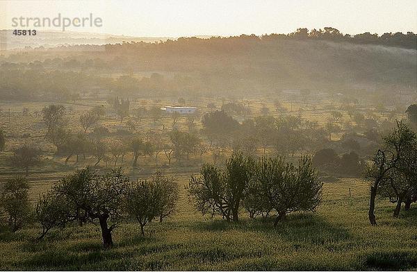 Olivenbäume in Feld  Prairie Island  Mallorca  Balearen  Spanien