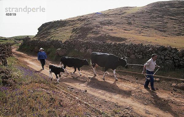 Zwei Menschen mit Vieh auf Straße  El Hierro  Kanaren  Spanien