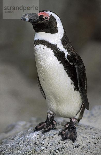 Nahaufnahme of African Penguin (Spheniscus Demersus) auf rock