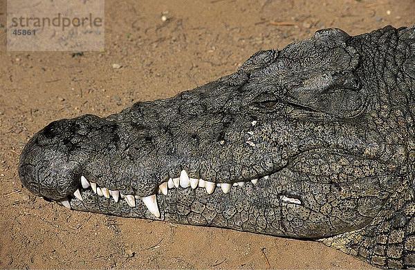 Nahaufnahme der Nilkrokodil (Crocodylus Niloticus)