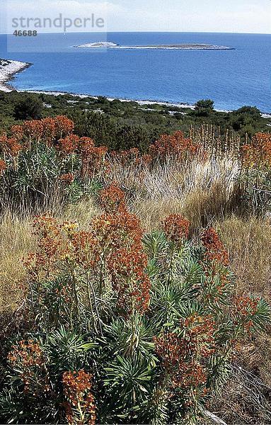 Pflanzen auf der Insel Zirje  Sibenik  Norddalmatien  Kroatien