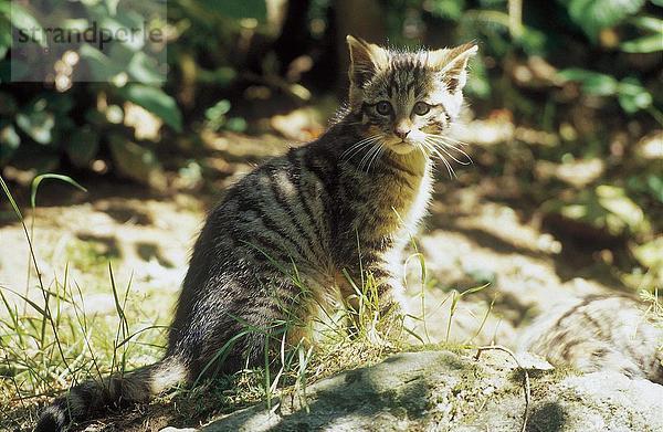 Europäische Wildkatze 's (Felis Silvestris) Kätzchen sitzen im Wald  Nationalpark Bayerischer Wald  Bayern  Deutschland