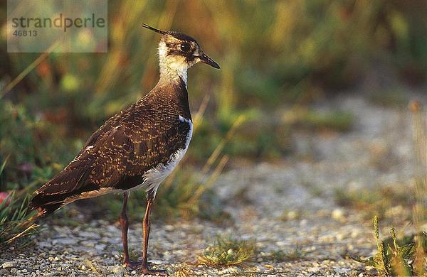 Nahaufnahme Kiebitz (Vanellus Vanellus) Vogelart Feld  Deutschland