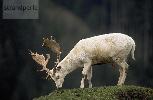 White Damhirsch (Dama Dama) Weiden Gras Feld  Bayern  Deutschland