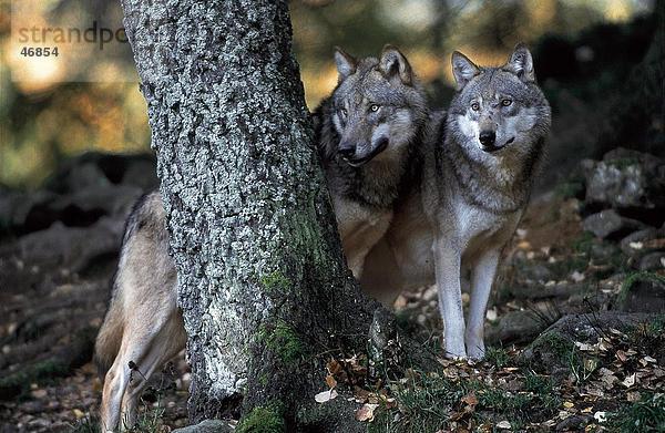 hinter stehend Baum Wald 2 Wolf Canis lupus Bayern Deutschland grau Nationalpark Bayerischer Wald