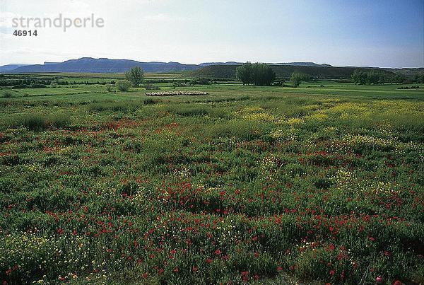 Blumen in Feld  Montuenga  Provinz Soria  Spanien