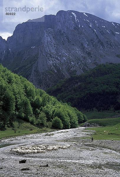 Schafe mit Berg im Hintergrund  Pyrenäen  Veral River  Anso Tal  Navarra  Spanien