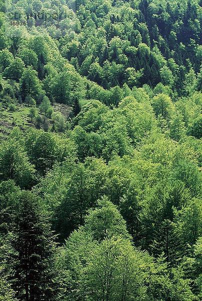 Bäume in Anso Tal  Pyrenäen  Navarra  Spanien
