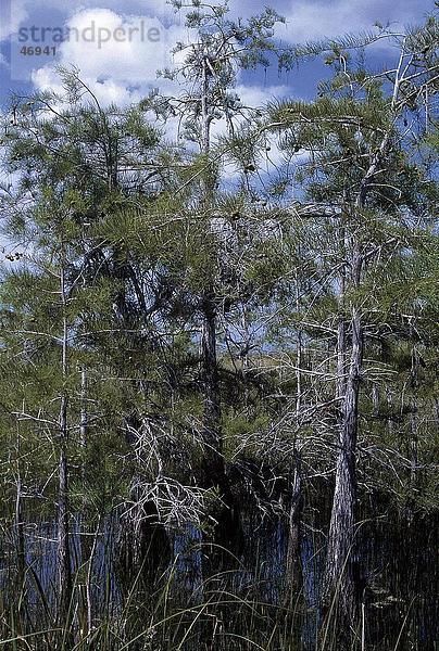 Zypressen im Sumpf  Everglades National Park  Florida  USA