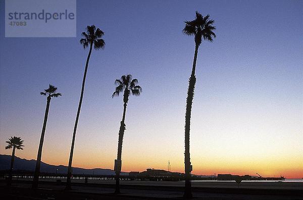 Silhouette der Palmen am Strand bei Sonnenuntergang  Santa Barbara  Kalifornien  USA