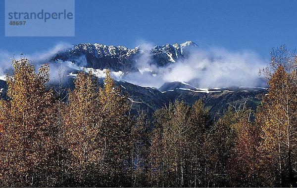 Bäume mit Gebirge im Hintergrund  Chugach Mountains  Kenai-Halbinsel in Alaska  USA