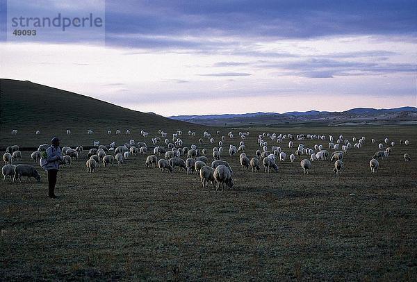 Herde Schafe weiden auf Landschaft  Innere Mongolei  China