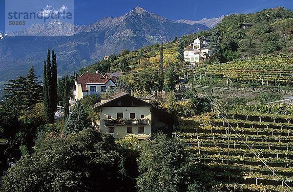 Weinberge auf Berg  Alto Adige  Italien