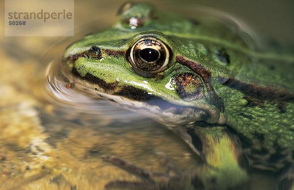 Nahaufnahme des Roesel der grüne Frosch (Rana Esculenta) auf der Suche von Teich
