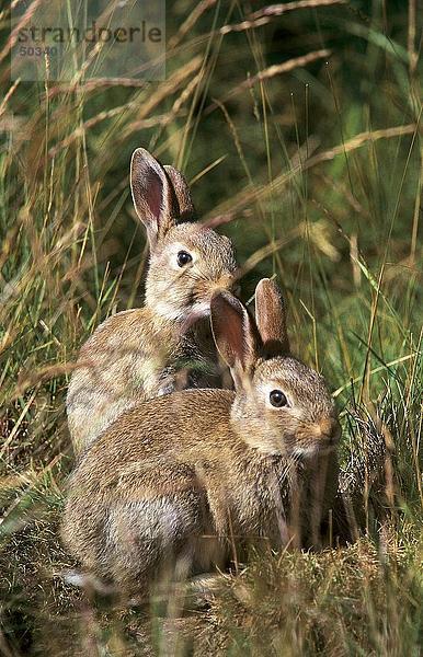 Zwei europäische Kaninchen (Oryctolagus Cuniculus) im Feld  Lüneburg Heath  Deutschland
