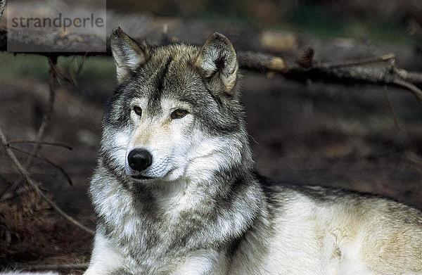 Grauwolf Canis lupus pambasileus Wald Close-up Kanada kanadisch