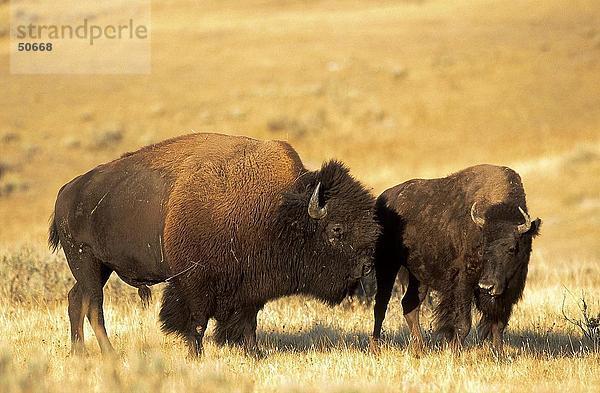 Amerikanischer Bison (Bison Bison) im Feld  Waterton-Nationalpark  Kanada