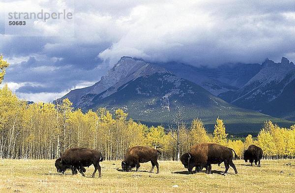 Vier amerikanischer Bison (Bison Bison) Wandern im Feld  Jasper-Nationalpark in Alberta  Kanada