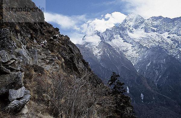 Rinder Wandern am Berg  Khumbu  Nepal