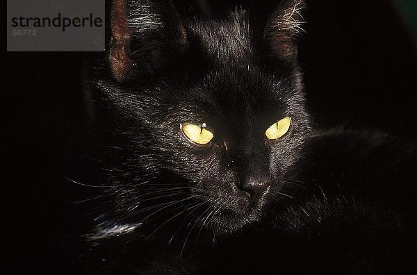 Nahaufnahme-schwarze Katze Gesicht