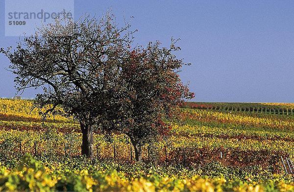 Bäume in Weingarten