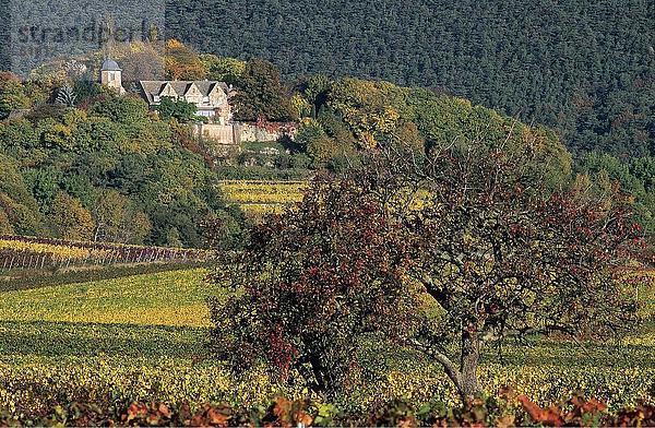 Baum in Weingarten mit Burg im Hintergrund  Kropsburg Schloss  Deutschen Weinstraße  Deutschland