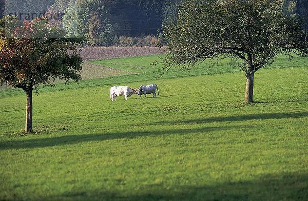Zwei Kühe im Feld  Odenwald  Deutschland