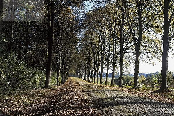 Bäume auf beiden Seiten des Track  Okriftel  Hessen  Deutschland