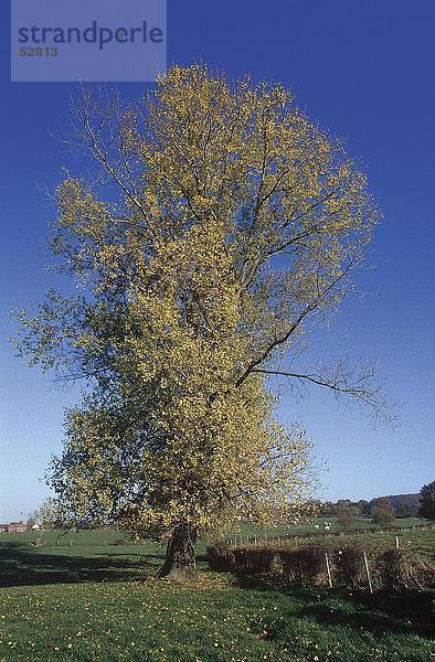 Willow Tree im Feld