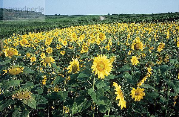 Sonnenblumen (Helianthus Annuus) in Feld blüht