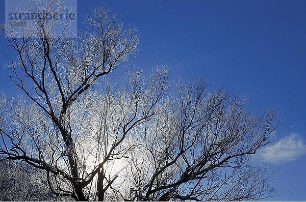 Sonne hinter Kahler Baum im winter
