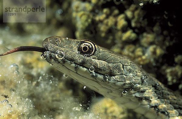 Nahaufnahme Würfel Schlange (Natrix Tessellata) Unterwasser