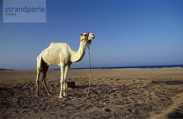 Dromedar Camel Standing in Wüste Ägypten