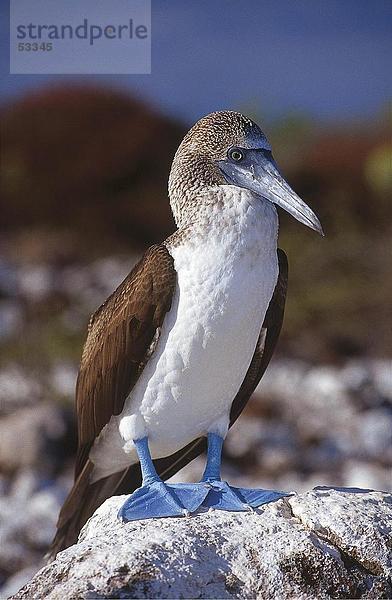 Nahaufnahme der Blaufußtölpel (Sula Nebouxii) Vogel auf Rock  Galapagos-Inseln  Ecuador
