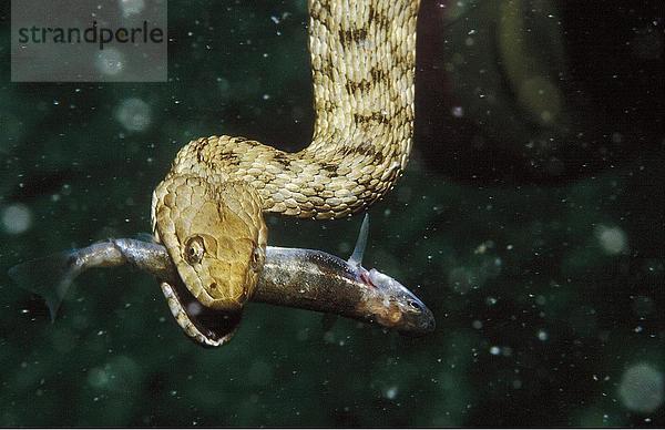 Nahaufnahme der Würfel Schlange (Natrix Tessellata) mit Beute unter Wasser