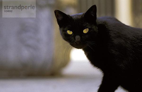 Nahaufnahme-schwarze Katze