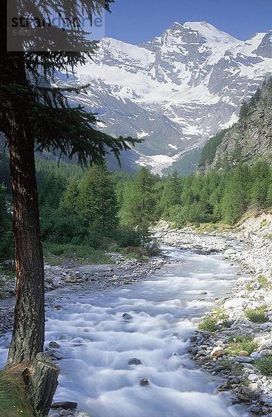 Creek fließt durch Wald  Gran Paradiso Nationalpark  Piemont  Italien