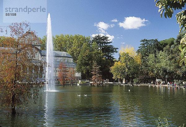 Bäume im Park  Parque Del Buen Retiro  Madrid  Spanien