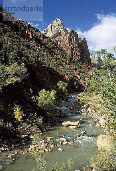 River fließt durch Wald  Virgin River  Zion National Park  Utah  USA