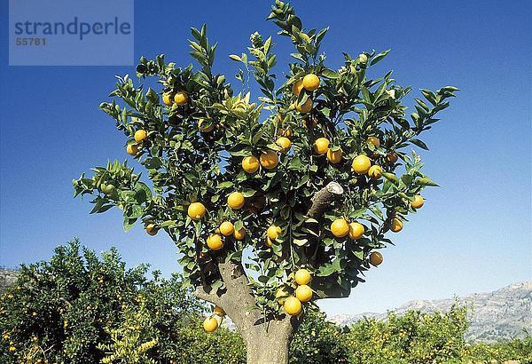 Orangenbäumen in orchard