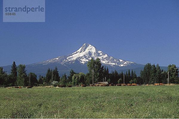 Grashopper Feld mit Berg im Hintergrund  Mt Hood  Oregon  USA