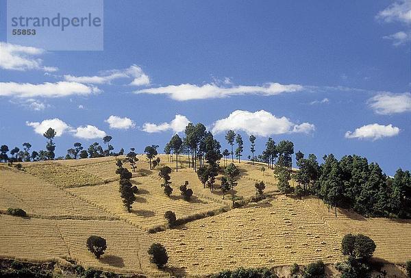 Bäume auf dem Hügel  Totonicapan  Guatemala