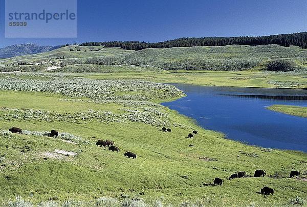 Erhöhte Ansicht von Vieh weidete auf Wiese  Wyoming  USA