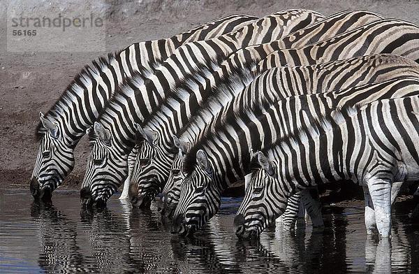 Herde Zebras Trinkwassergewinnung aus Wasserloch