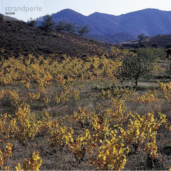 Weingut auf ländliche Landschaft  Troodos-Gebirge  Zypern