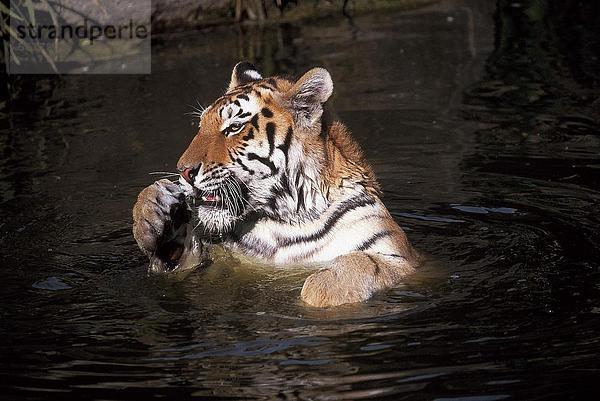 Tiger (Panthera Tigris) in Wasser